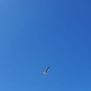 Meet your Posher, Cris